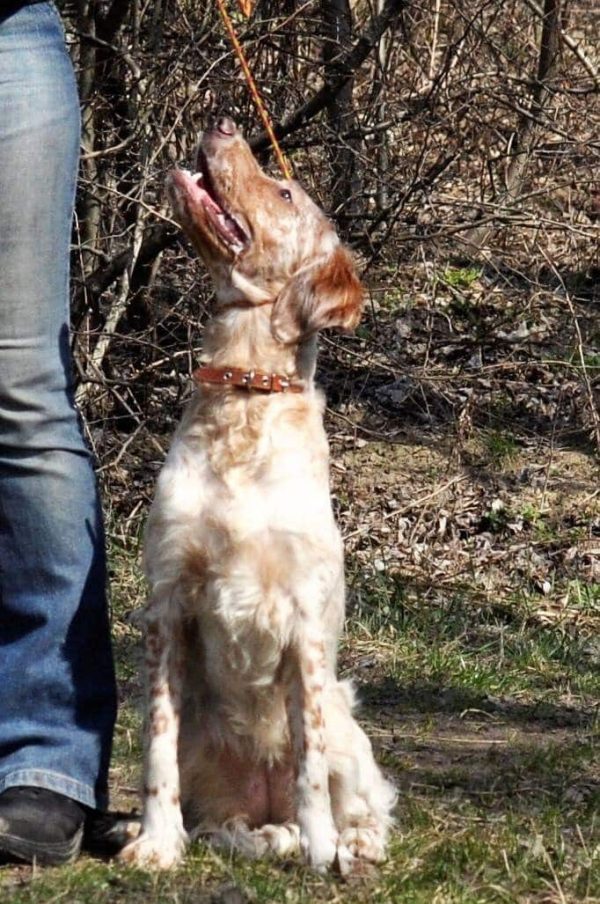 Mishel English Setter
