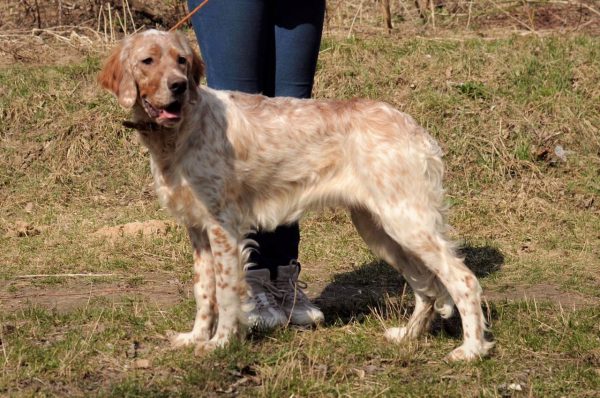 Mishel English Setter