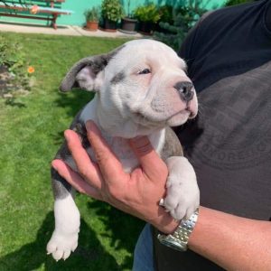 Gucci American Bully