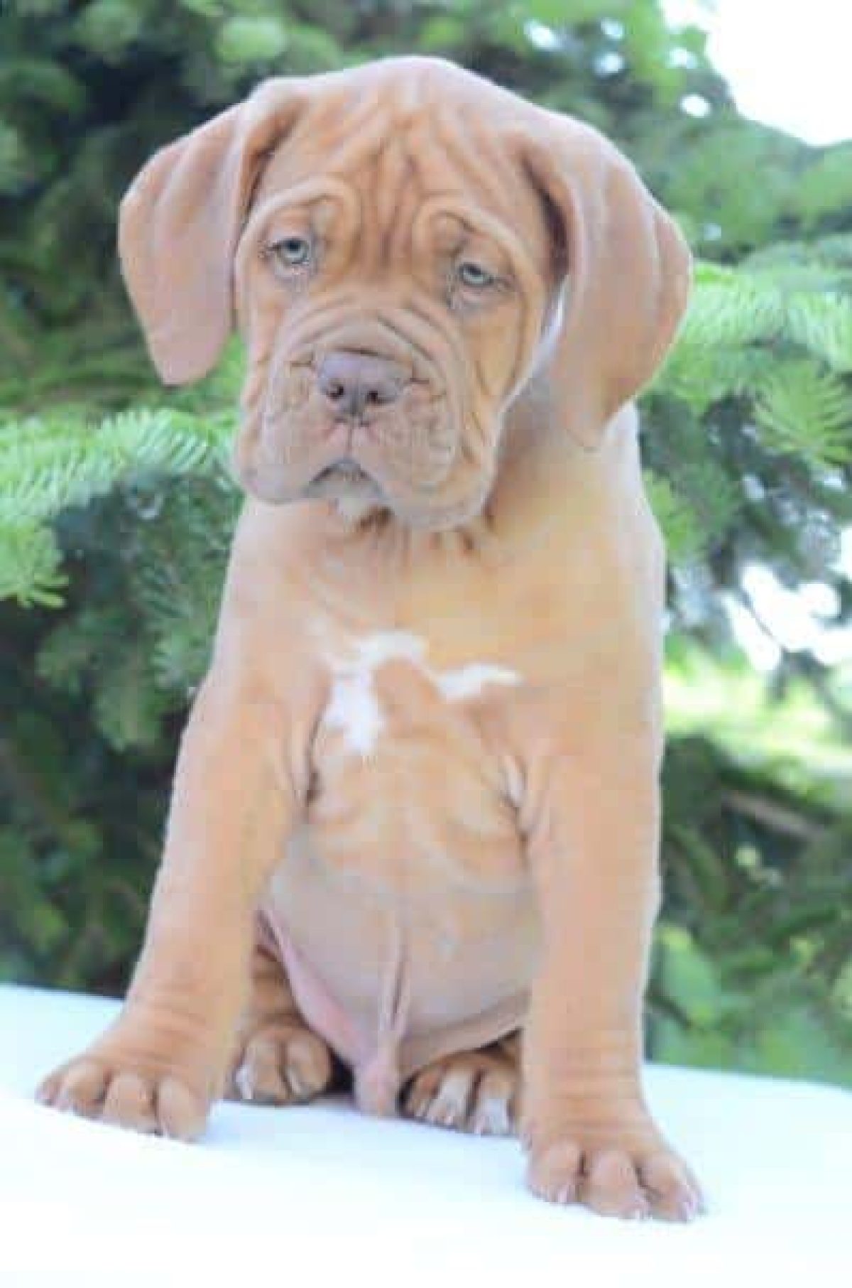 Kennel Club Dogue De Bordeaux Puppies Rescue Dogue De Bordeaux