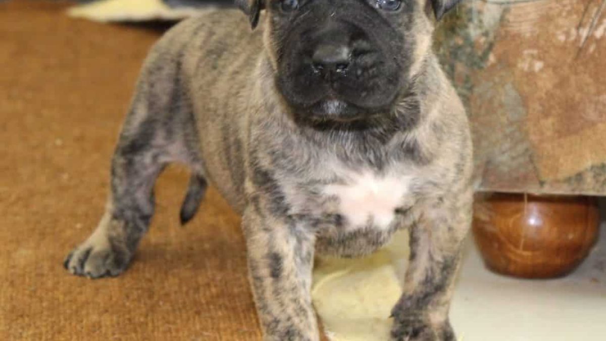 Presa Canario Dogs and Puppies for sale