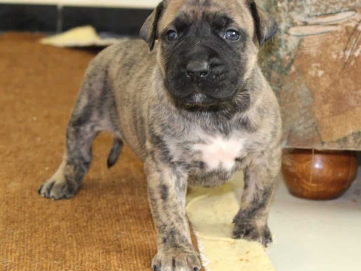 Canary Mastiff Cane Corso Vs Dogo Canario Presa Canario Uncropped - Main Image