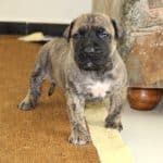blake-male-presa-canario-puppy-for-sale01