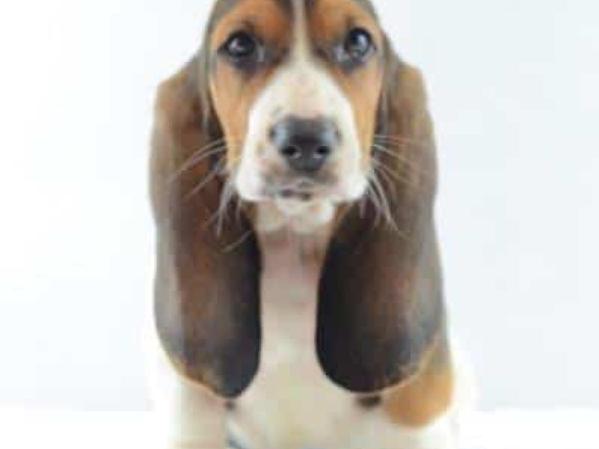 Hound Rescue Basset Beagle Rescue Miniature Dachshund Bluebonnet