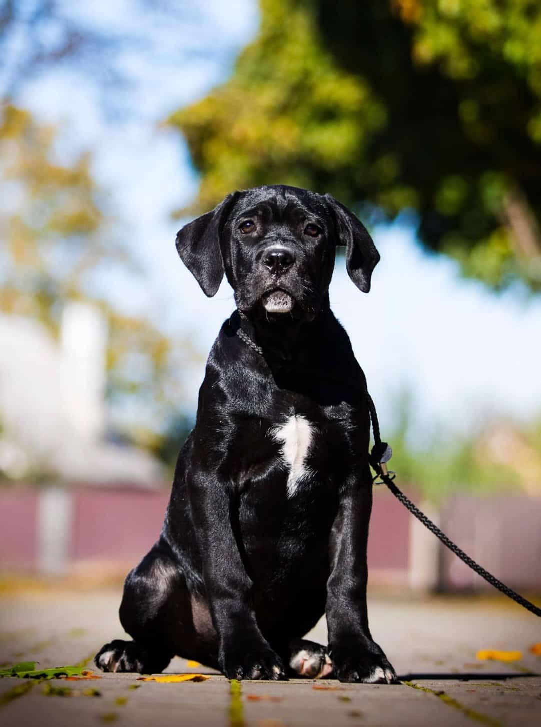 male cane corso for sale