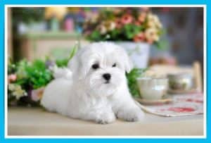 maltese