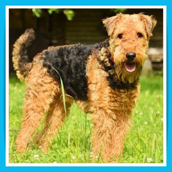 Hypoallergenic puppies and dogs for sale