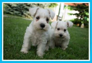 schnauzer