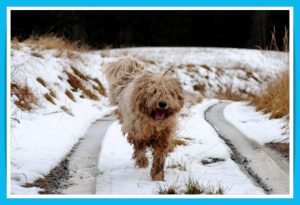 hungarian-komondor