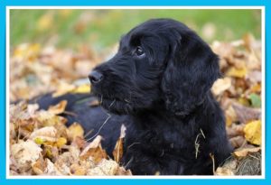 labradoodle