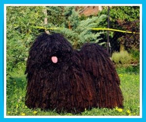 Hypoallergenic Puppies And Dogs For Sale Newdoggy Com