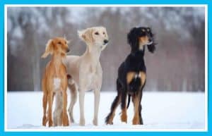 saluki