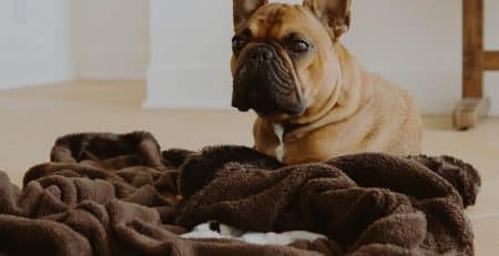 Addison’s disease in dogs blog NewDoggy.com