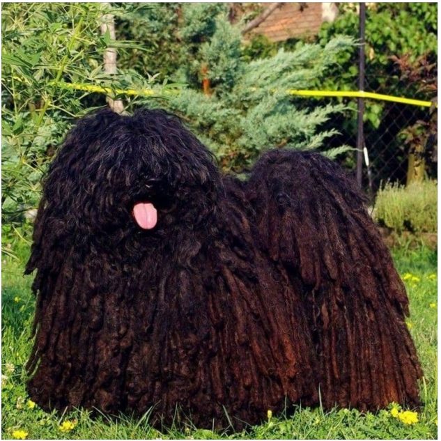 Puli