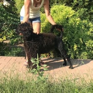 Amos Portuguese Water Dog