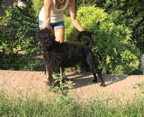 Amos Portuguese Water Dog