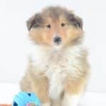 Billie-male-sheltie-puppy-for-sale01