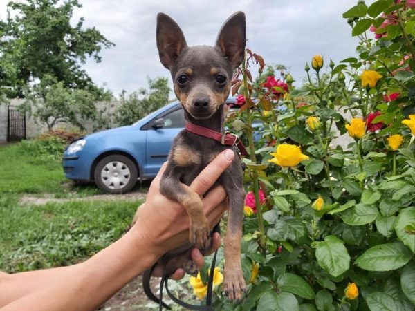 toy terrier puppies for sale