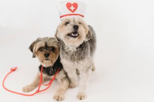 Virus-Detecting Dogs blog NewDoggy.com