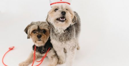 Virus-Detecting Dogs blog NewDoggy.com