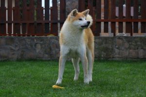 Akita Inu breed info NewDoggy.com