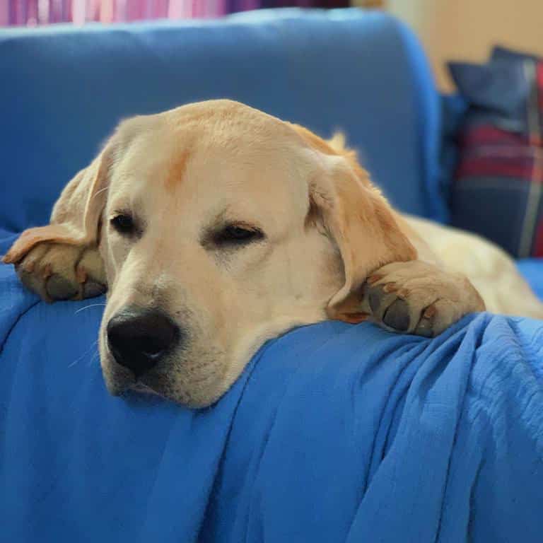 Billy labrador retriever puppy for sale