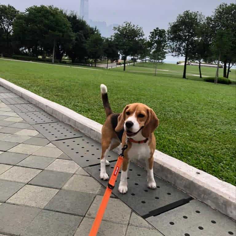 Biski beagle puppy for sale