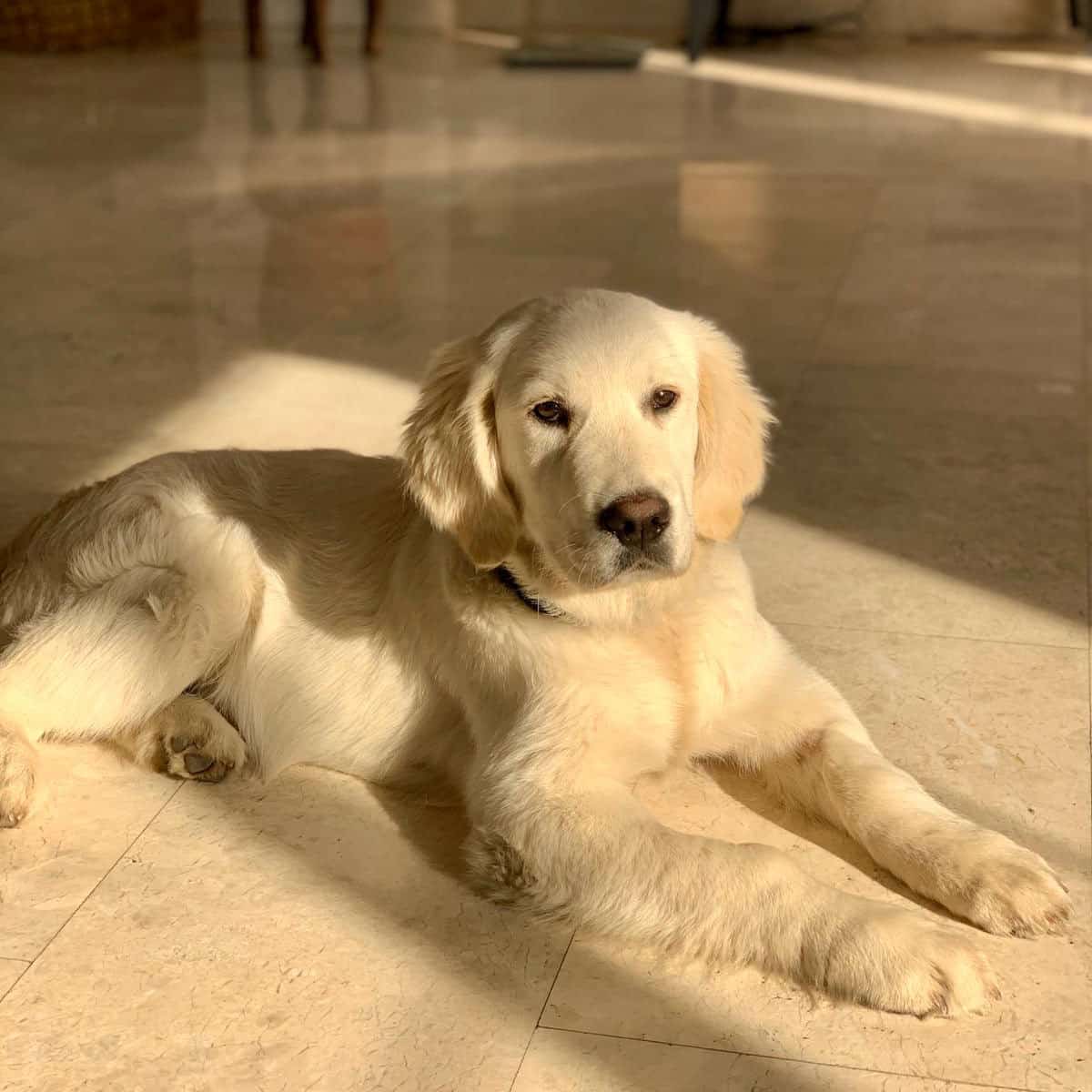 Yogi golden retriever puppy for sale