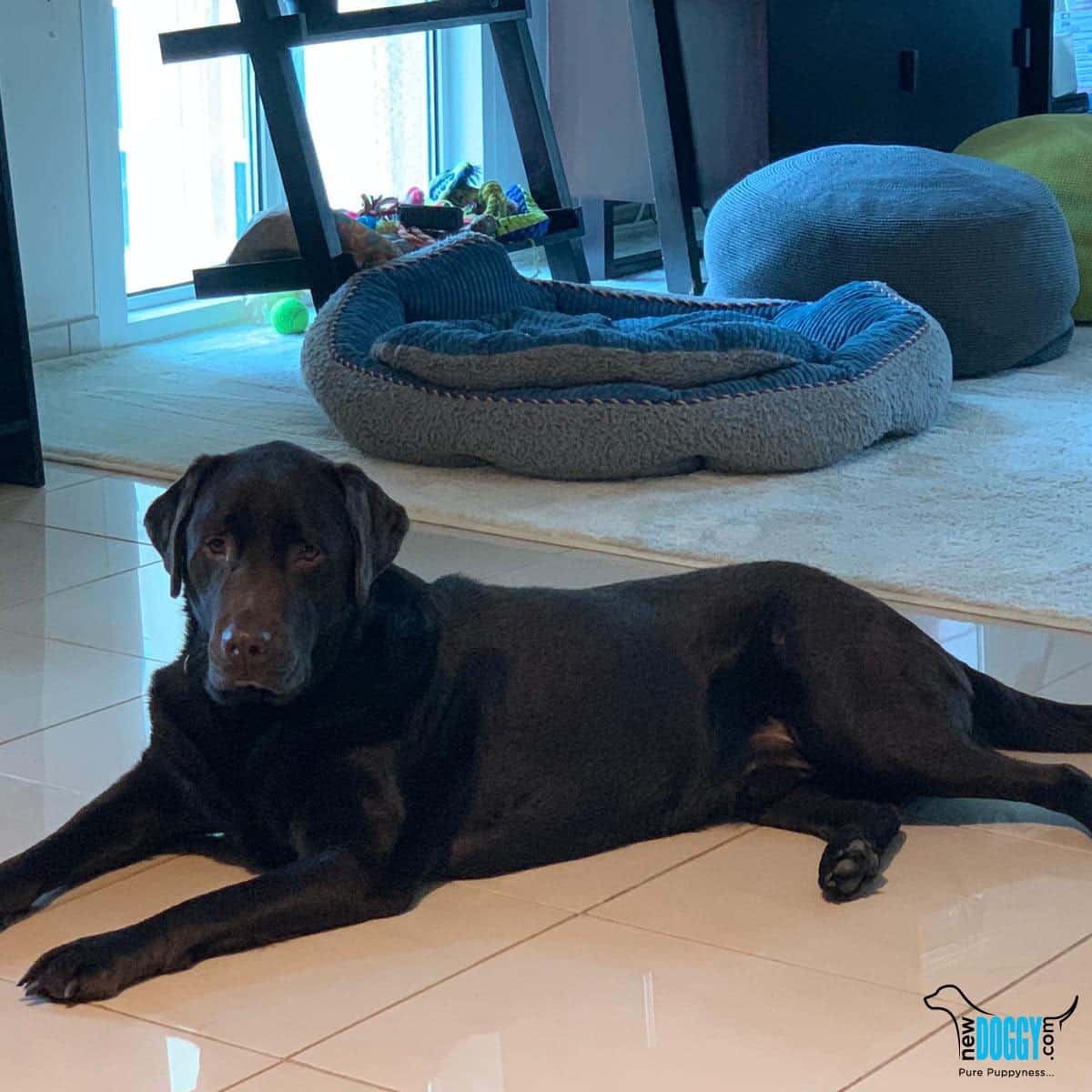 Buddy labrador retriever puppy for sale