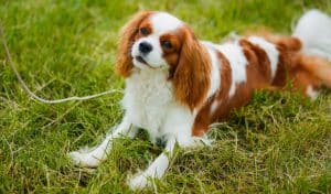Cavalier King Charles breed info NewDoggy.com