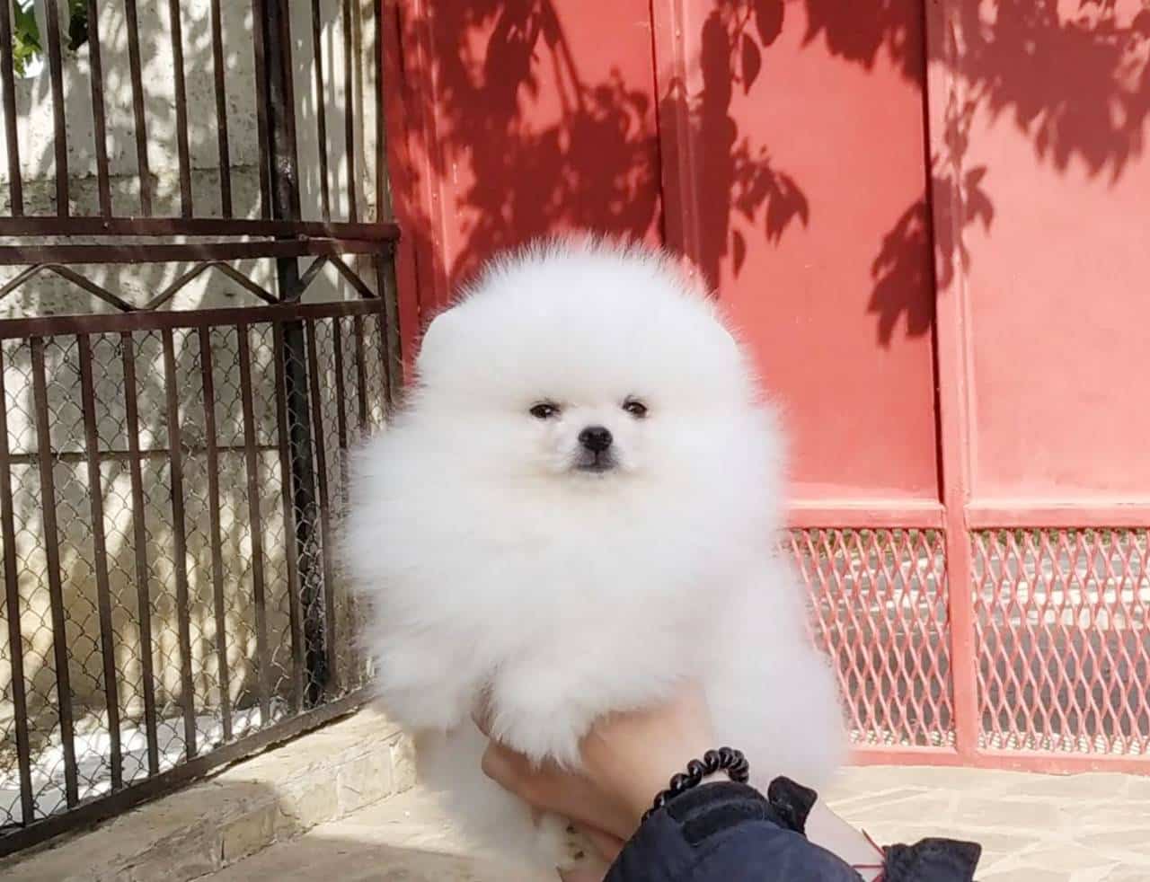 Greco Roman male Pomeranian sold Newdoggy.com