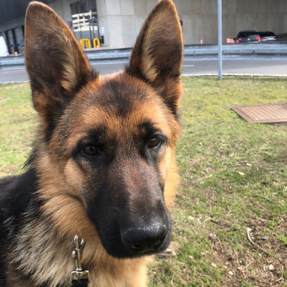 Holly german shepherd puppy for sale