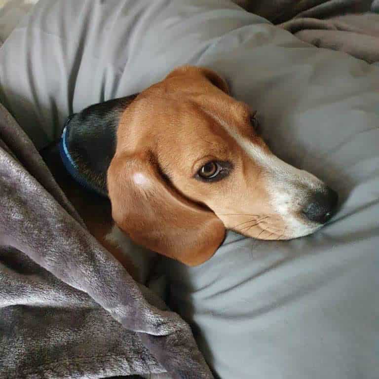 Luna beagle puppy for sale