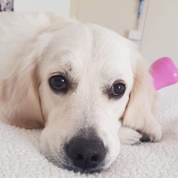Marnie Golden retriever puppy for sale