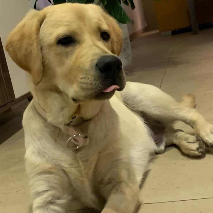 Oliver labrador retriever puppy for sale