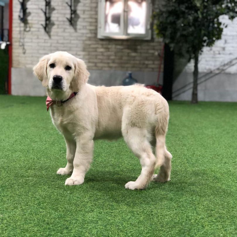 Yogi golden retriever puppy for sale