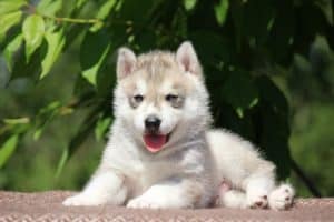 Avoid puppy scam