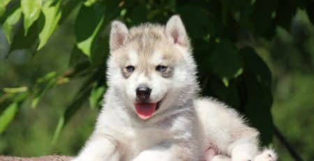 Avoid puppy scam