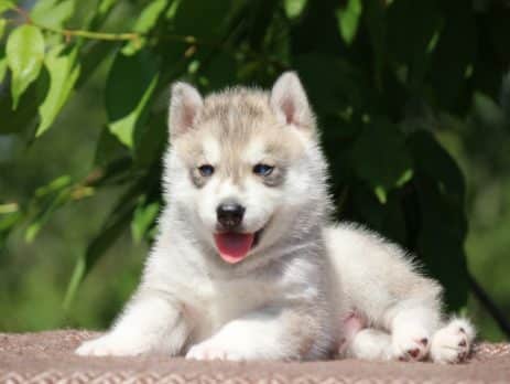 Avoid puppy scam