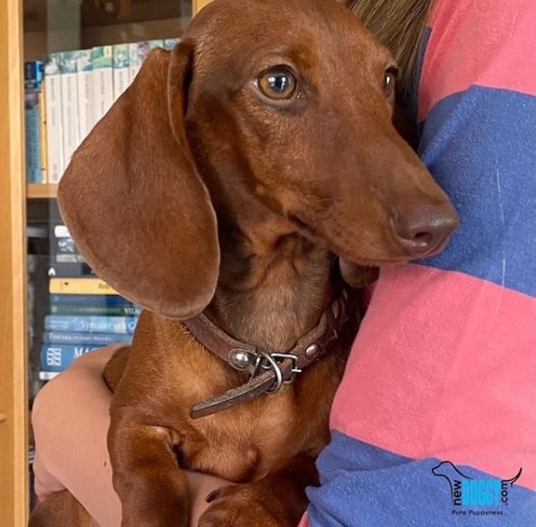 Addi Dachshund sold by NewDoggy.com