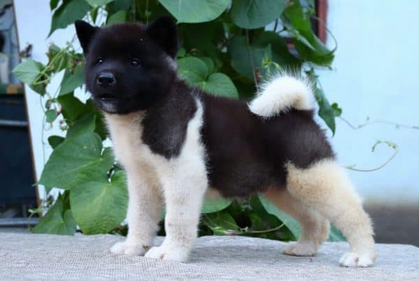 buy american akita