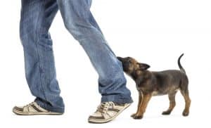 NewDoggy.com How to stop a puppy from jumping on you and play biting