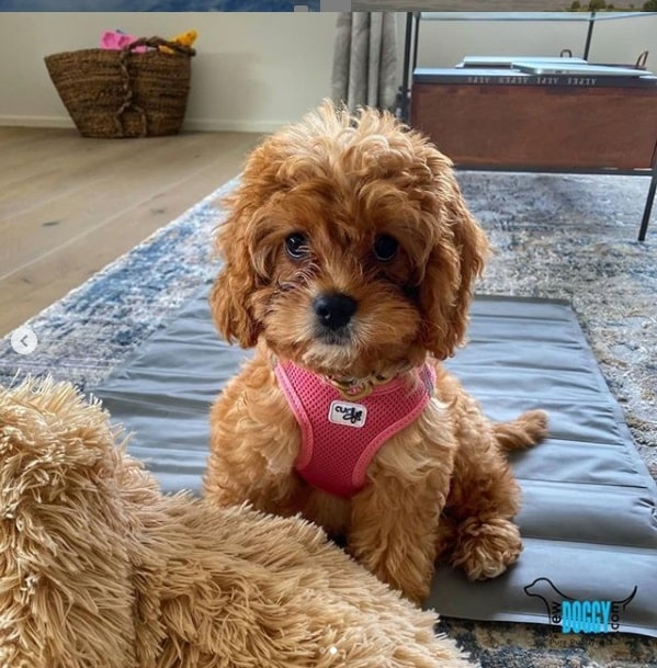 Rubina Toy Poodle sold Newdoggy