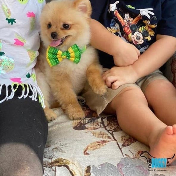 Sold Scottie Pomeranian Newdoggy