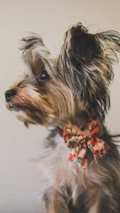 Yorkshire Terrier - best dog breeds for retired couple