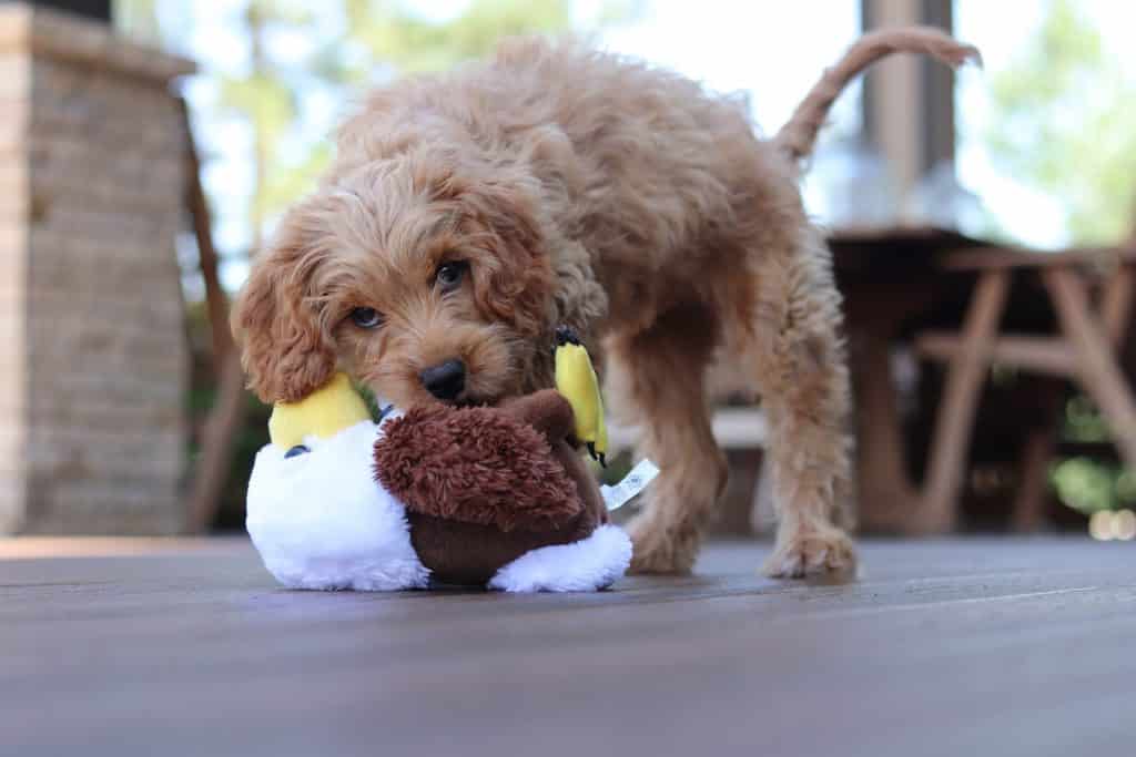toy poodle breed NewDoggy.com