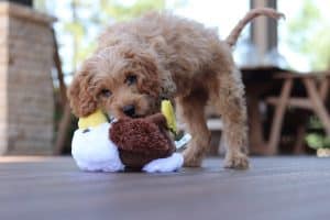 toy poodle breed NewDoggy.com
