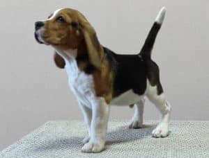 Beagle breed info NewDoggy..com
