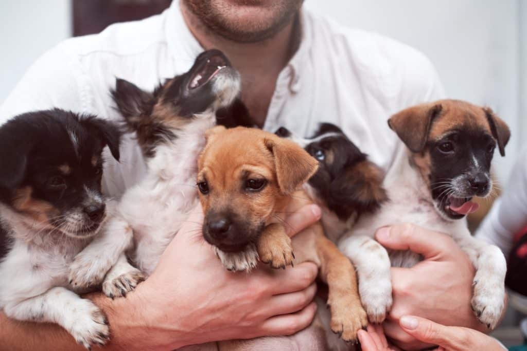 Best dogs for first time dog owners NewDoggy.com