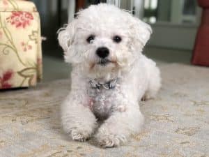 Bichon frisé Newdoggy.com